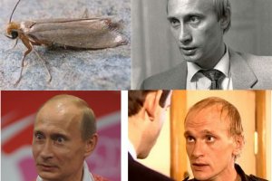 Gidra магазин